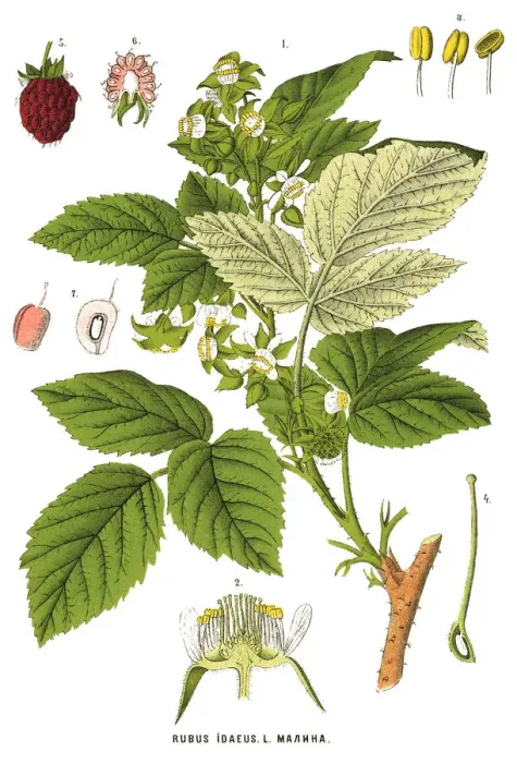 Framed Print : Medicinal and Herbal Plants Framed Print : Medicinal and Herbal Plants