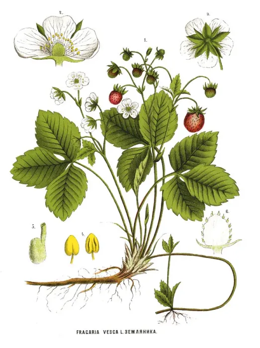 Framed Print : Medicinal and Herbal Plants Framed Print : Medicinal and Herbal Plants