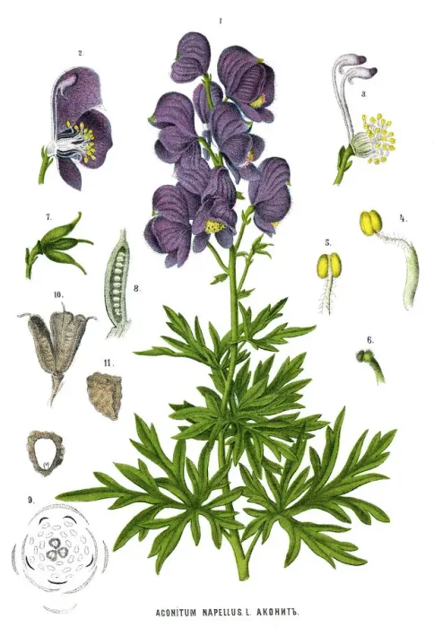 Framed Print : Medicinal and Herbal Plants Framed Print : Medicinal and Herbal Plants