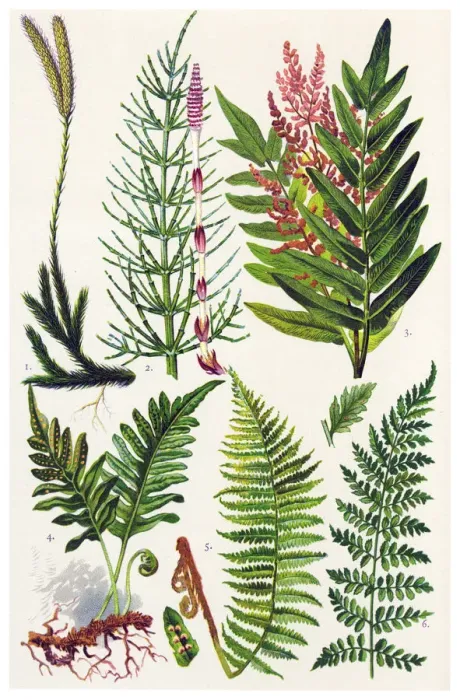 Framed Print : Medicinal and Herbal Plants Framed Print : Medicinal and Herbal Plants