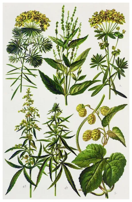Framed Print : Medicinal and Herbal Plants Framed Print : Medicinal and Herbal Plants