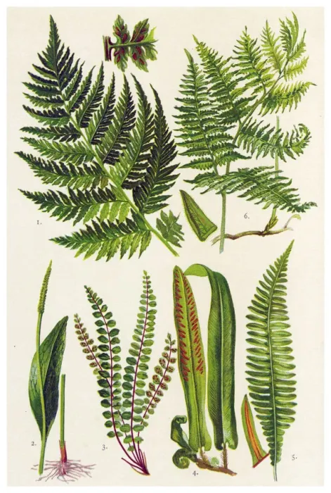 Framed Print : Medicinal and Herbal Plants Framed Print : Medicinal and Herbal Plants