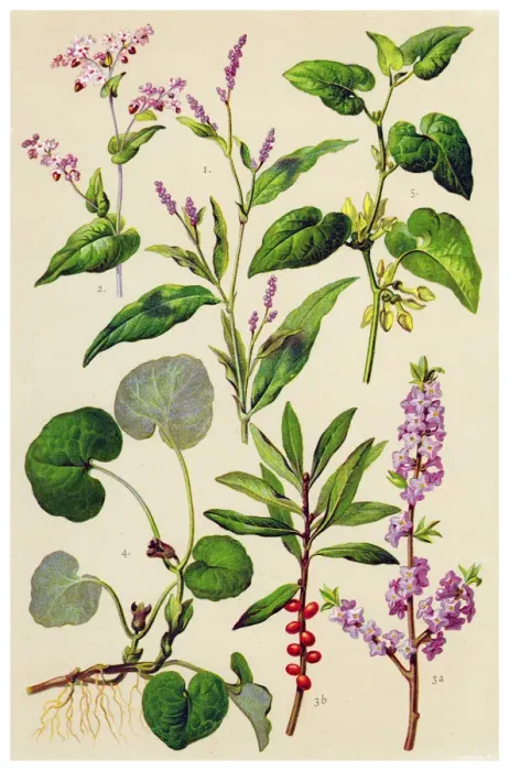 Framed Print : Medicinal and Herbal Plants Framed Print : Medicinal and Herbal Plants