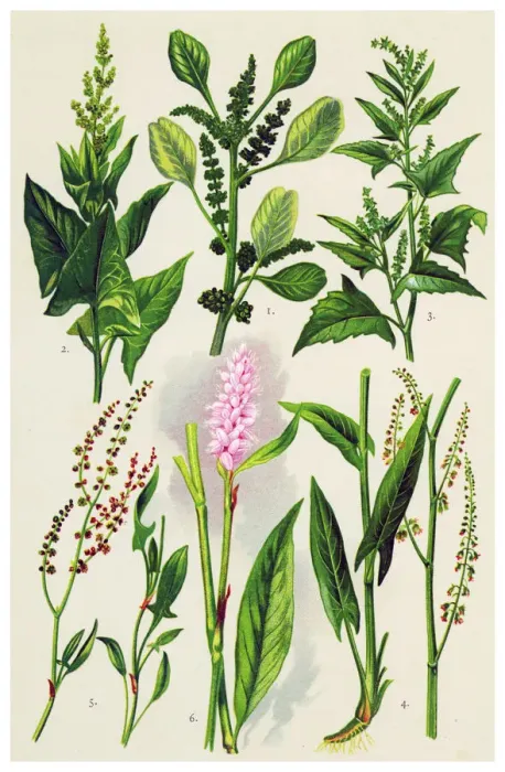 Framed Print : Medicinal and Herbal Plants Framed Print : Medicinal and Herbal Plants