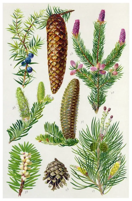 Framed Print : Medicinal and Herbal Plants Framed Print : Medicinal and Herbal Plants