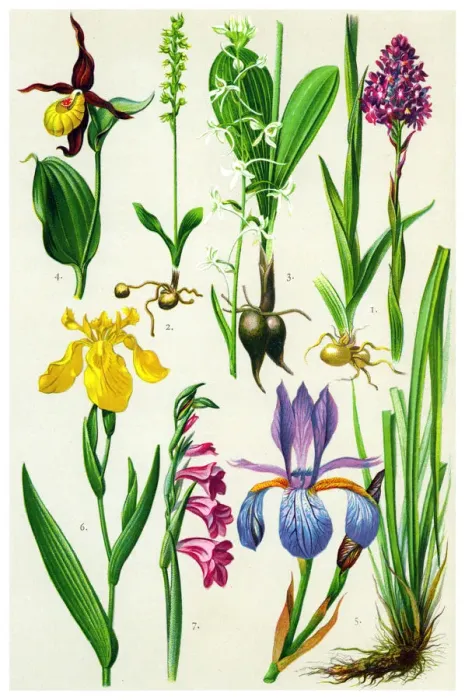 Framed Print : Medicinal and Herbal Plants Framed Print : Medicinal and Herbal Plants