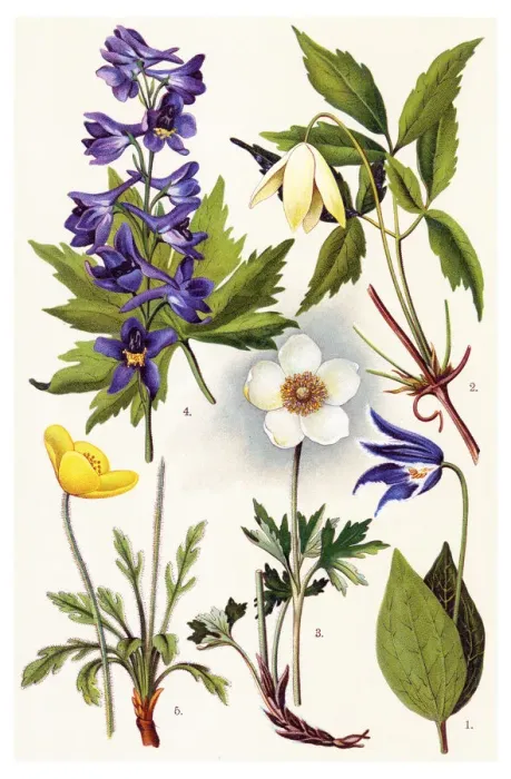 Framed Print : Medicinal and Herbal Plants