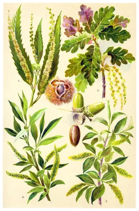 Framed Print : Medicinal and Herbal Plants Framed Print : Medicinal and Herbal Plants