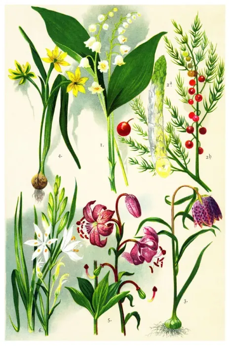 Framed Print : Medicinal and Herbal Plants Framed Print : Medicinal and Herbal Plants