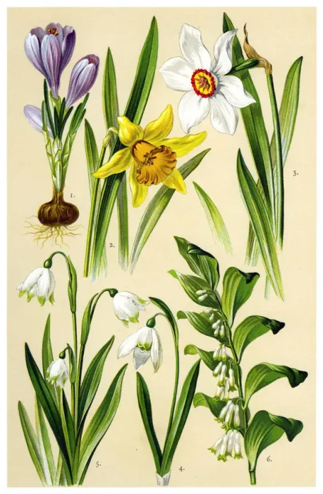 Framed Print : Medicinal and Herbal Plants Framed Print : Medicinal and Herbal Plants
