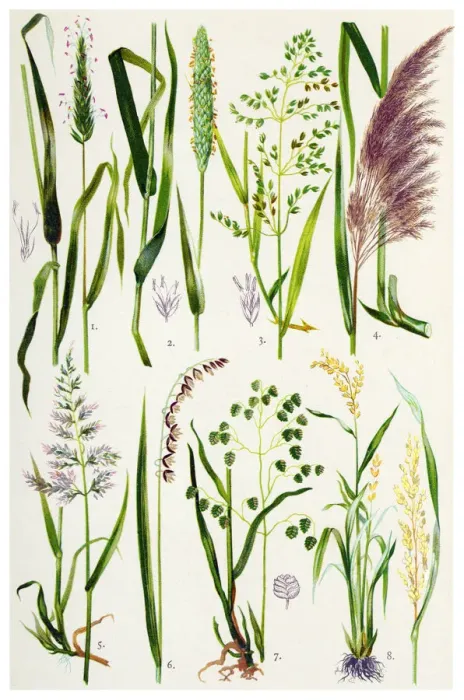 Framed Print : Medicinal and Herbal Plants Framed Print : Medicinal and Herbal Plants