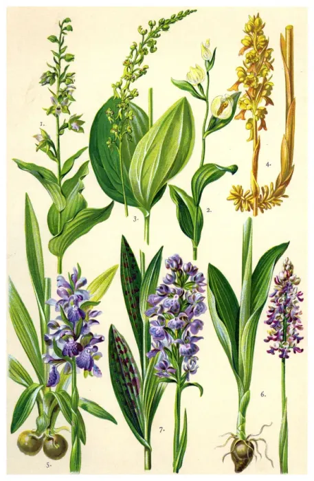 Framed Print : Medicinal and Herbal Plants