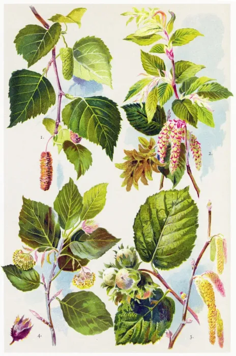 Framed Print : Medicinal and Herbal Plants Framed Print : Medicinal and Herbal Plants