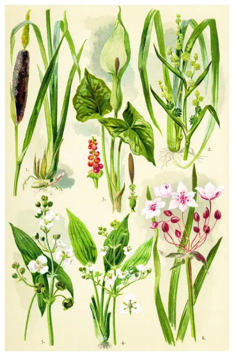 Framed Print : Medicinal and Herbal Plants Framed Print : Medicinal and Herbal Plants