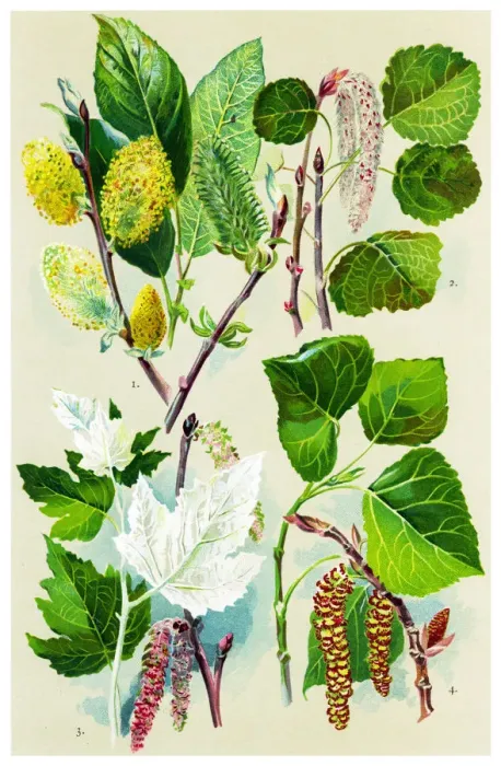Framed Print : Medicinal and Herbal Plants Framed Print : Medicinal and Herbal Plants