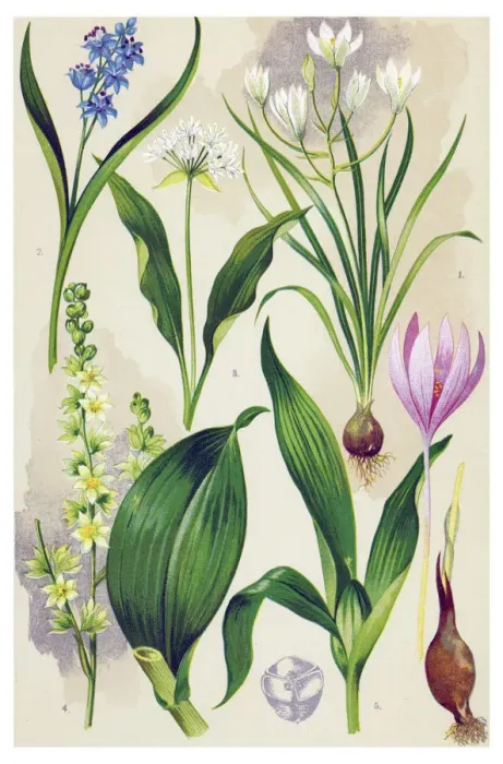 Framed Print : Medicinal and Herbal Plants Framed Print : Medicinal and Herbal Plants