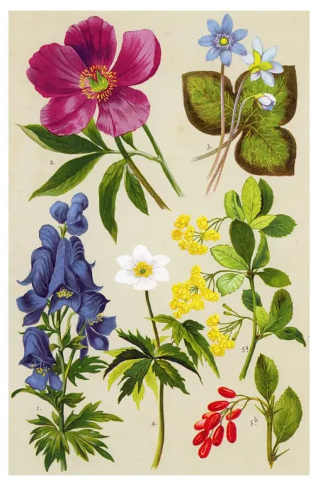 Framed Print : Medicinal and Herbal Plants Framed Print : Medicinal and Herbal Plants