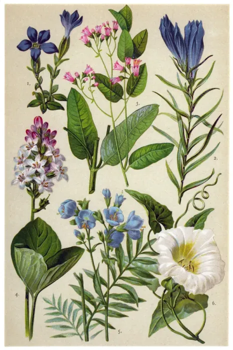 Framed Print : Medicinal and Herbal Plants Framed Print : Medicinal and Herbal Plants