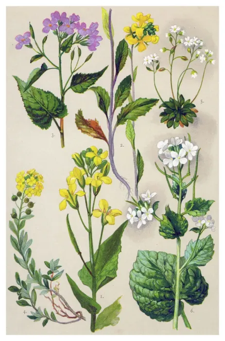 Framed Print : Medicinal and Herbal Plants Framed Print : Medicinal and Herbal Plants