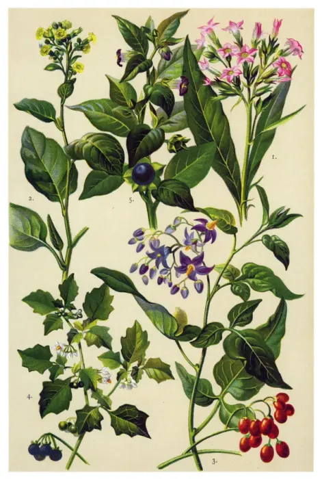 Framed Print : Medicinal and Herbal Plants