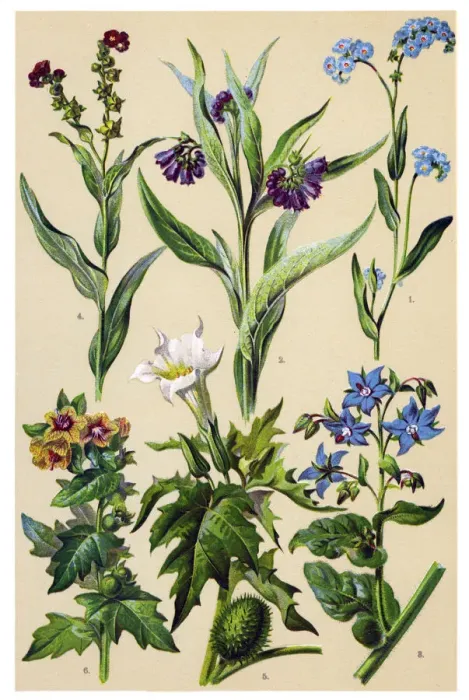 Framed Print : Medicinal and Herbal Plants Framed Print : Medicinal and Herbal Plants