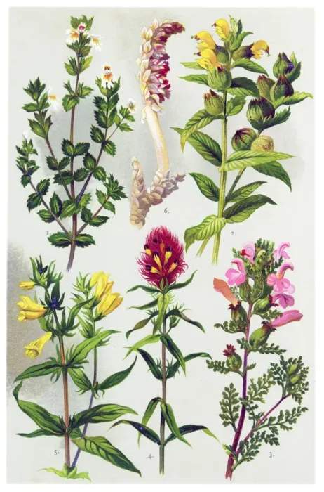 Framed Print : Medicinal and Herbal Plants Framed Print : Medicinal and Herbal Plants