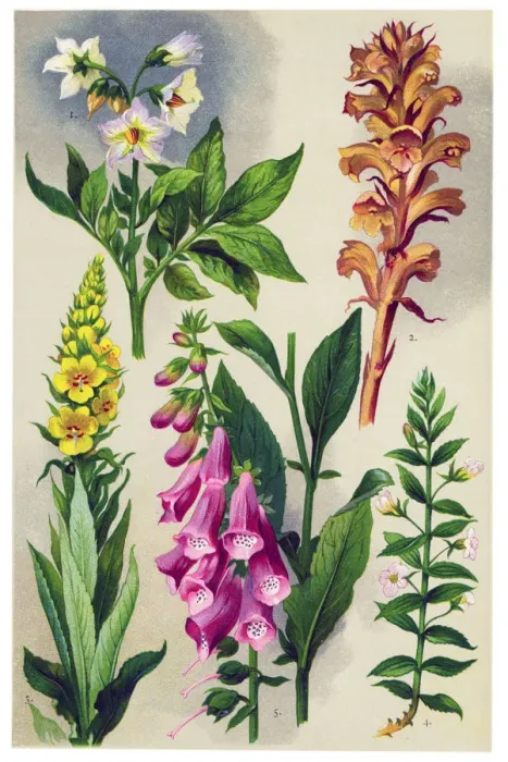 Framed Print : Medicinal and Herbal Plants Framed Print : Medicinal and Herbal Plants