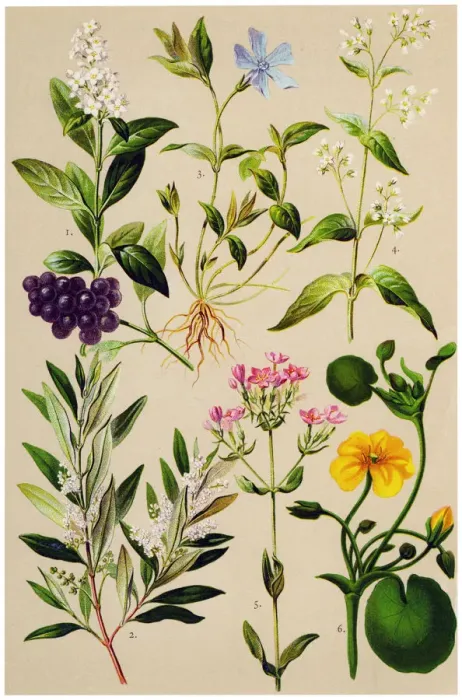 Framed Print : Medicinal and Herbal Plants Framed Print : Medicinal and Herbal Plants