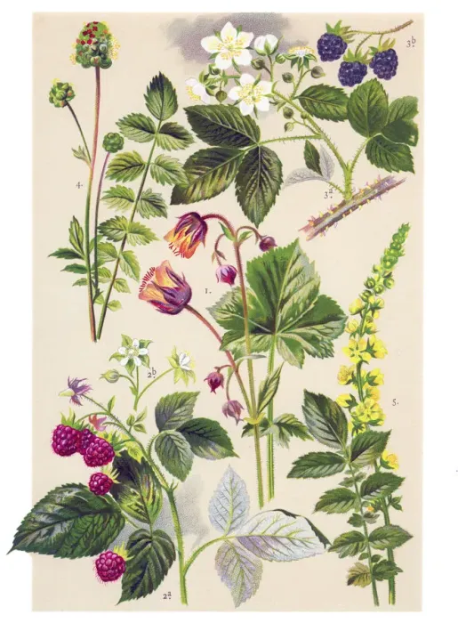Framed Print : Medicinal and Herbal Plants Framed Print : Medicinal and Herbal Plants