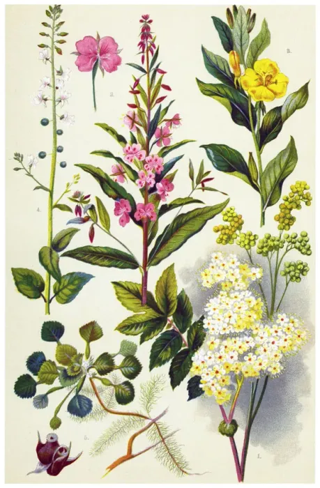 Framed Print : Medicinal and Herbal Plants Framed Print : Medicinal and Herbal Plants