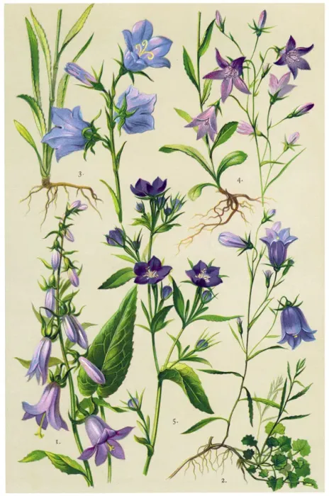 Framed Print : Medicinal and Herbal Plants Framed Print : Medicinal and Herbal Plants