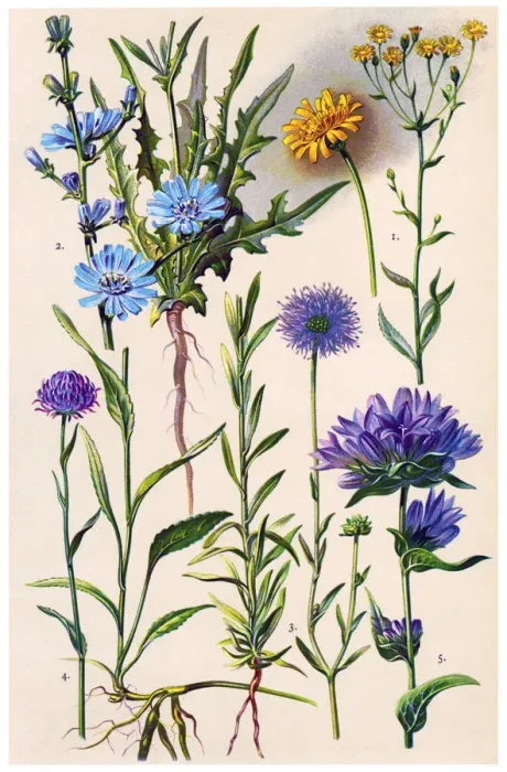 Framed Print : Medicinal and Herbal Plants Framed Print : Medicinal and Herbal Plants
