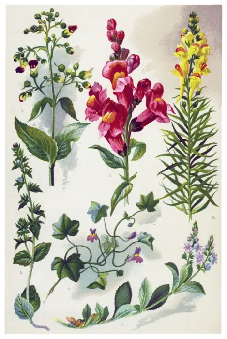Framed Print : Medicinal and Herbal Plants Framed Print : Medicinal and Herbal Plants