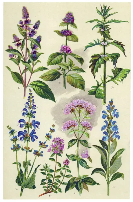 Framed Print : Medicinal and Herbal Plants Framed Print : Medicinal and Herbal Plants