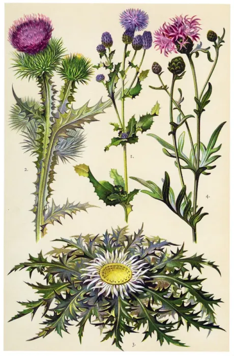 Framed Print : Medicinal and Herbal Plants Framed Print : Medicinal and Herbal Plants