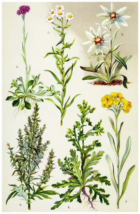 Framed Print : Medicinal and Herbal Plants Framed Print : Medicinal and Herbal Plants