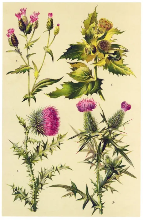 Framed Print : Medicinal and Herbal Plants Framed Print : Medicinal and Herbal Plants