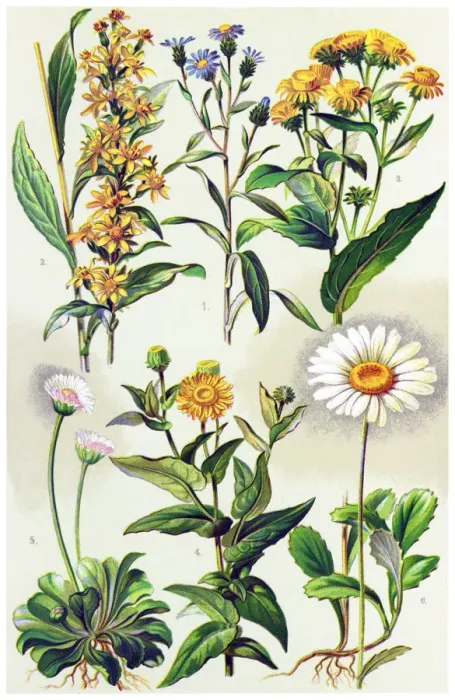 Framed Print : Medicinal and Herbal Plants Framed Print : Medicinal and Herbal Plants