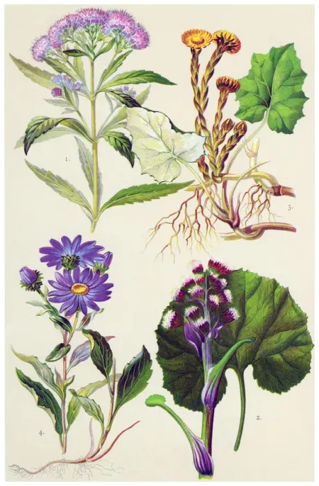 Framed Print : Medicinal and Herbal Plants Framed Print : Medicinal and Herbal Plants