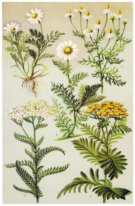Framed Print : Medicinal and Herbal Plants