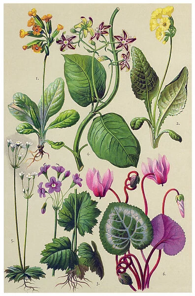 Medicinal and Herbal Plants