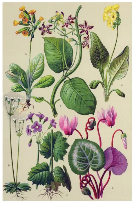 Framed Print : Medicinal and Herbal Plants Framed Print : Medicinal and Herbal Plants