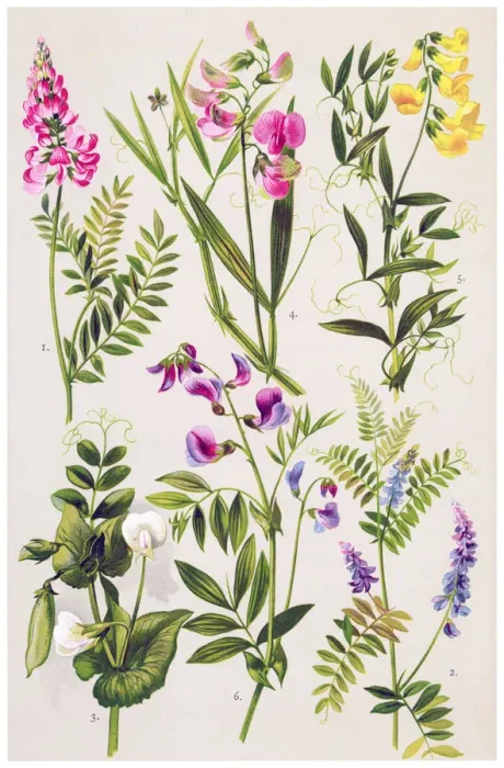 Framed Print : Medicinal and Herbal Plants Framed Print : Medicinal and Herbal Plants