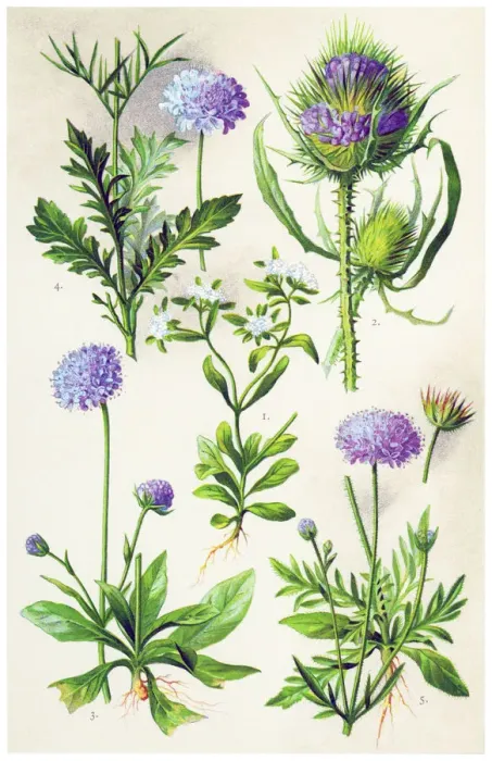 Framed Print : Medicinal and Herbal Plants Framed Print : Medicinal and Herbal Plants
