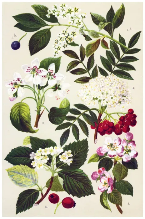 Framed Print : Medicinal and Herbal Plants Framed Print : Medicinal and Herbal Plants