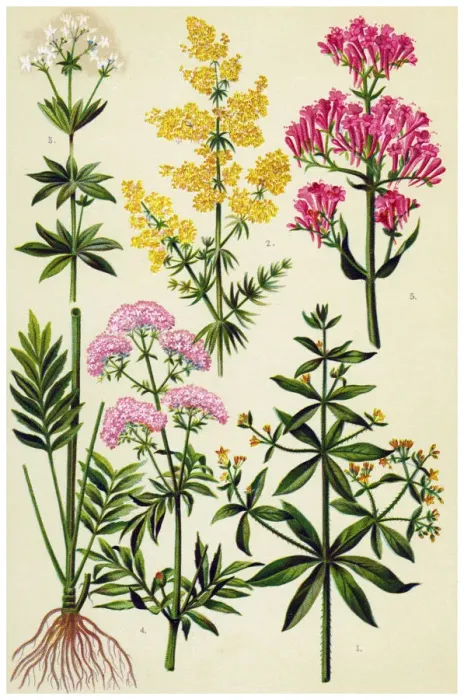Framed Print : Medicinal and Herbal Plants Framed Print : Medicinal and Herbal Plants