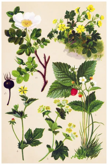 Framed Print : Medicinal and Herbal Plants Framed Print : Medicinal and Herbal Plants