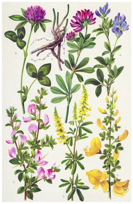 Framed Print : Medicinal and Herbal Plants Framed Print : Medicinal and Herbal Plants