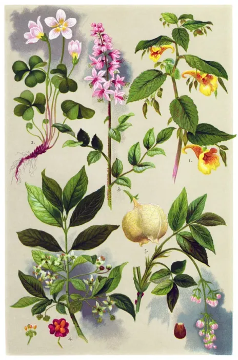 Framed Print : Medicinal and Herbal Plants Framed Print : Medicinal and Herbal Plants