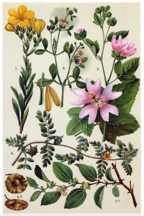 Framed Print : Medicinal and Herbal Plants Framed Print : Medicinal and Herbal Plants